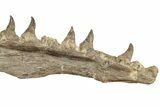 Fossil Mosasaur (Platecarpus) Upper Jaw w/ Teeth - Kansas #207901-4